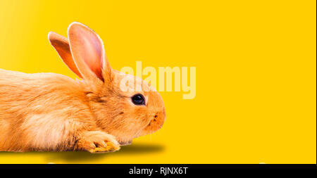 Mignon lapin rouge sur fond jaune Banque D'Images