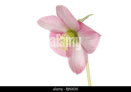 L'hellébore rose pastel flower isolated on white Banque D'Images
