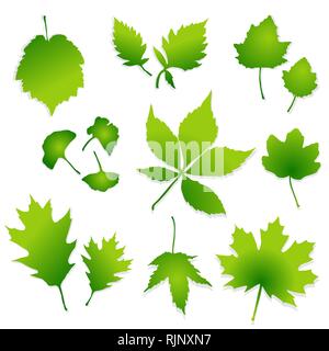 Jeu de feuilles vertes sur fond blanc vector Illustration de Vecteur