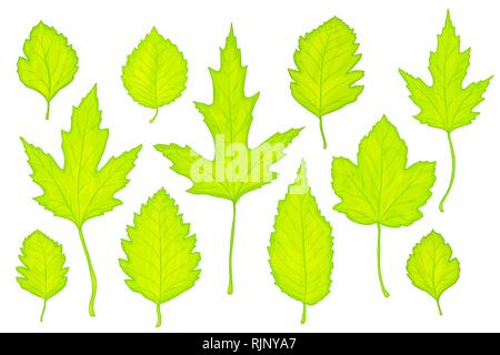 Feuilles vert set isolated on white Illustration de Vecteur