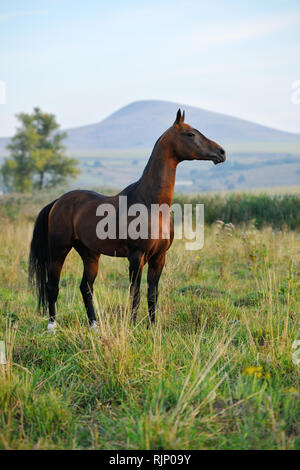 Golden bay horse akhal téké et toujours regarder loin avec de magnifiques montagnes de l'arrière-plan. Vertical, regardant à droite. Banque D'Images