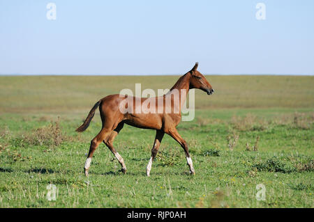 Les jeunes akhal téké poulain alezan trottant à travers steppe. Vue latérale, horizontale, en mouvement. Banque D'Images
