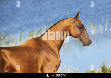 Akhal-Teke horse buckskin Or se tient dans la lumière du soleil près de l'eau. Portrait,Horizontal,Weda. Banque D'Images