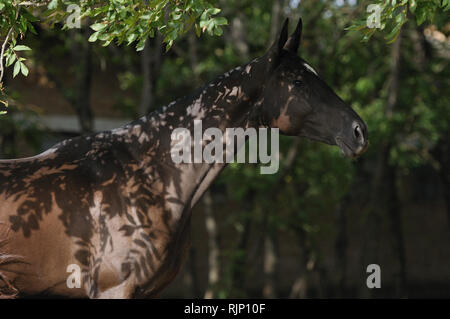 Black Mare se trouve dans les ombres de feuilles dans l'été de se cacher des insectes. Portrait,Horizontal,vue de côté. Banque D'Images