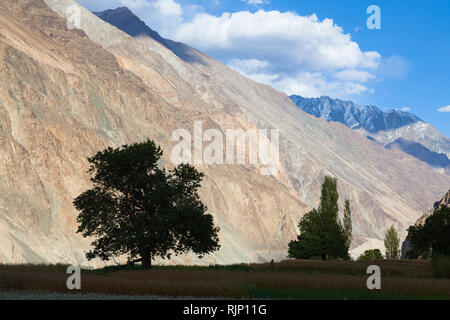 Après-midi de la campagne dans le domaine de l'Turtuk situé dans la vallée de Nubra (en partie le long de fleuves Shyok River) à proximité de la ligne de commande, de Jammu-et-Cachemire, Ladakh, Inde Banque D'Images