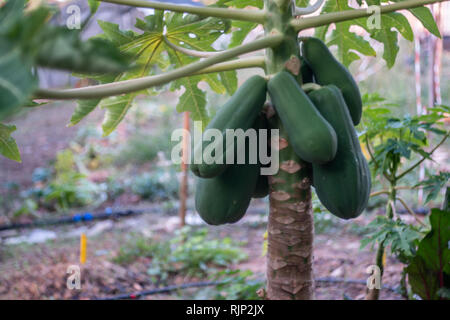 Papaya tree dans le jardin Banque D'Images