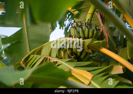 Banano tree avec bananes au lever du soleil dans le jardin (2) Banque D'Images