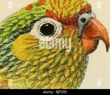 . Le magazine de l'aviculture. L'Aviculture ; oiseaux ; les oiseaux de volière. Magazine en aviculture ^ !0^^^.. ! Veuillez noter que ces images sont extraites de la page numérisée des images qui peuvent avoir été retouchées numériquement pour plus de lisibilité - coloration et l'aspect de ces illustrations ne peut pas parfaitement ressembler à l'œuvre originale.. Société de l'aviculture. [Ascot, Berkshire, etc. , la société aviculture, etc. ] Banque D'Images