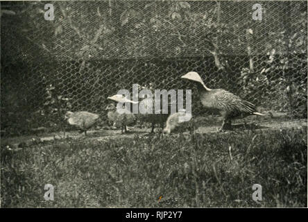 . Le magazine de l'aviculture. L'Aviculture ; oiseaux ; les oiseaux de volière. L'Aviculture Magazine.. Les Oies de l'empereur, avec trois poussins dans le bas.. Veuillez noter que ces images sont extraites de la page numérisée des images qui peuvent avoir été retouchées numériquement pour plus de lisibilité - coloration et l'aspect de ces illustrations ne peut pas parfaitement ressembler à l'œuvre originale.. Société de l'aviculture. [Ascot, Berkshire, etc. , la société aviculture, etc. ] Banque D'Images