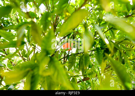 (Selective focus) Un seul mandarin est suspendu à l'usine pleine de feuilles vertes. Banque D'Images