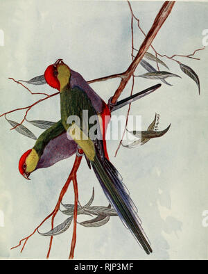 . Le magazine de l'aviculture. L'Aviculture ; oiseaux ; les oiseaux de volière. . Veuillez noter que ces images sont extraites de la page numérisée des images qui peuvent avoir été retouchées numériquement pour plus de lisibilité - coloration et l'aspect de ces illustrations ne peut pas parfaitement ressembler à l'œuvre originale.. Société de l'aviculture. [Ascot, Berkshire, etc. , la société aviculture, etc. ] Banque D'Images