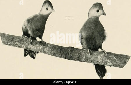 . Le magazine de l'aviculture. L'Aviculture ; oiseaux ; les oiseaux de volière. L'Aviculture Magazine.. Le WHITE-CRESTED TOURACOU Tiirdcus covythaix ().. Veuillez noter que ces images sont extraites de la page numérisée des images qui peuvent avoir été retouchées numériquement pour plus de lisibilité - coloration et l'aspect de ces illustrations ne peut pas parfaitement ressembler à l'œuvre originale.. Société de l'aviculture. [Ascot, Berkshire, etc. , la société aviculture, etc. ] Banque D'Images
