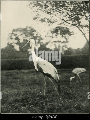 . Le magazine de l'aviculture. L'Aviculture ; oiseaux ; les oiseaux de volière. L'Aviculture Magazine.. La grue caronculée (Grus carunculata). À l'Ouest, Newman proc.. Veuillez noter que ces images sont extraites de la page numérisée des images qui peuvent avoir été retouchées numériquement pour plus de lisibilité - coloration et l'aspect de ces illustrations ne peut pas parfaitement ressembler à l'œuvre originale.. Société de l'aviculture. [Ascot, Berkshire, etc. , la société aviculture, etc. ] Banque D'Images