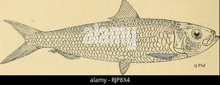 . Le zoologiste australien. Zoologie Zoologie Zoologie ; ;. 400 ILLUSTRATIONS DE CERTAINS POISSONS D'AUSTRALIE. Tête (25 mm.) près de 4, profondeur de corps (26), 3,8 dans la longueur standard (99). Eye, 7 mm. ; 5 ; le museau, interorbitale, près de 8 ; maxillaire, 10 ; profondeur du pédoncule caudal, 9 mm. Tête plus long que haut, légèrement plus court que la profondeur de corps. Pour atteindre Maxillaire inférieure avant des yeux. Pas symphysial incision. En bouche, des mâchoires et de la langue l'édenté complet. Opercles venulose de forte densité. Un groove operculaire en avant. Plus de 50 gill-branchiospines sur le premier membre inférieur de l'arc branchial. La forme plutôt allongée, près de profondeur en 4 Banque D'Images