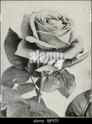 . Numéro d'automne 1924 : notre nouveau guide de culture rose. H'INTER et bulbes de printemps plantes AhD 25 Dingee célèbre Hardy Roses juin il y a peu de doute que Hybrid Perpetual Roses, ou "Roses de juin," comme on les appelle parfois, sont les plus précieux de tous les plantes vivaces. Ils sont des activités dynamiques, dressée, ont de grandes fleurs, gras, souvent de 5 à 6 pouces de diamètre, et sont délicieusement parfumé. Ces Roses va réussir à n'importe quelle localité et sont aussi vivaces qu'ils vont vivre les pires hivers avec mais une légère protection de feuilles ou de fumier. Certains o Banque D'Images