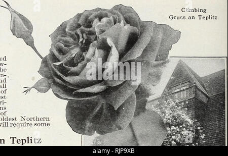 . Numéro d'automne 1924 : notre nouveau guide de culture rose. 24 LA SOCIÉTÉ CONARD y DINGEE, WEST GROVE, PA. Dingee Hardy Escalade Hybrid Tea roses roses sur la page tlus sont notées pour l'exquise beauté de leur débit- ers, rivaUng comme ils le font, ceux de la classe d'hybrides de thé. Ils sont tous gagné derfully-, de plus en plus forte, hardy et vigoureux, et en constante fleurissent tout l'été. Au milieu du pays et dans le nord-ouest ils prospèrent et fleurissent plus luxiu ;'i- antly, tandis que dans les sections les plus chauds qu'ils fonctionner équitablement émeute à leur gloire de la croissance et la floraison. Même dans les mois les plus froids Xorthem membres ils gr Banque D'Images