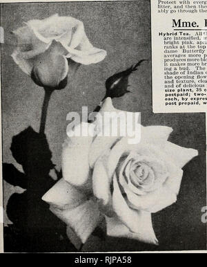 . Numéro d'automne 1925 : notre nouveau guide de culture rose. Les bulbes de printemps et d'HIVER ET DES PLANTES 17 Dingee Pot-Grown Own-Root Roses pour plantation en automne pendant plusieurs années, nous avons proposé à nos clients non-cultivé, propre-root Roses pour plantation en automne et nous cannox, trop insister sur l'opportunité de plantation en automne au cours tho mois d'Août, Septembre, Octobre et, dans le sud et le sud-ouest, novembre. Nous avons été les premiers en Amérique du Nord à produire les plantes Roso, adaptés à cette fin. Depuis lors, la proposition a été introduit en général, mais nous avons encore maintenir l'initiative de la qualité d'une Banque D'Images