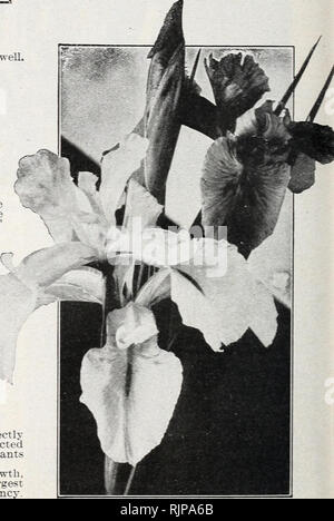 . Numéro d'automne 1925 : notre nouveau guide de culture rose. Scilla Sibirica fPraecox Sguiii&gt ; 5. chaque cts ; 50 cts. douz. Également souhaitables pour les semis en pleine terre pour les premières fleurs du printemps, ou dans des pots pour l'hiver en fleurs. Les fleurs sont bleu riche en charge plus grande profusion : cultivés en pots, ils seront en fleurs de Noël jusqu'au mois d'avril : en pleine terre les fleurs proviennent presque avant que la neige a disparu. Scilla Campanulata Alba. Les pics splendide. 1 à 2 pieds de haut, de forme de cloche, bleuâtre-blanche des fleurs. Plantez-les entre les arbustes ou dans des coins. Excellent pour l'hiver dans des pots en fleurs. Banque D'Images