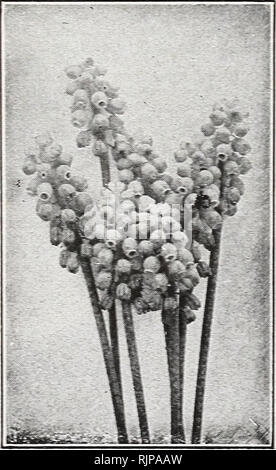 . Numéro d'automne 1925 : notre nouveau guide de culture rose. . Muscaris perce-neige (Galanthus) Muscaris Comme son nom l'indique, fleurs comme une grappe de raisins, qui fleurit au début du printemps. Dans l'herbe ou des plantes pour l'intérieur des plantes en fleurs quelques bulbes dans un pot de 5 pouces. Je mproved bleu. Ciel bleu, embout blanc. 40 cts. par doz. ; 3,00 $ par100. Blanche-neige. Rare. 60 cts. par doz. ; 5,00 $ par 100. En touffes et à plumes. Blue teintées de rouge. 60 cts. par doz, ; 5,00 $ par 100. L'Erythronium chiens dents violette) Grandifloru Wood-Idly m ,la belle). Plantés en pleine terre, pour qu'elles soient totalement hardy et wi Banque D'Images
