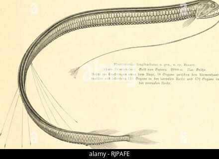 . Aus Den tiefen des weltmeeres. Valdivia ; expédition animaux marins. . Veuillez noter que ces images sont extraites de la page numérisée des images qui peuvent avoir été retouchées numériquement pour plus de lisibilité - coloration et l'aspect de ces illustrations ne peut pas parfaitement ressembler à l'œuvre originale.. Chun, Karl, 1852-1914. Jena, G. Fischer Banque D'Images