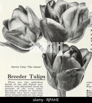 . Numéro d'automne 1924 : notre nouveau guide de culture rose. . De magnifiques tulipes Darwin. TheGiantTulip Fleurir après toutes les autres variétés sont faites, et par la plantation de ces l'un peut avoir une continiiation de fleurs pendant plusieurs semaines. Ils produisent de grandes fleurs en forme de coupe sur taU provient de 2 à 3 pieds de haut. L'éclat et la variété de coloration est au-delà de toute description. La plus belle de toutes les tulipes. Excellent pour la coupe. Généreusement d'eux. des plantes Nous offrons l'élite de toutes les variétés. De magnifiques ampoules extra-large, 7 cts. Chaque ; 75 cts. par doz. ; sauf mention contraire, par la poste, port payé Banque D'Images