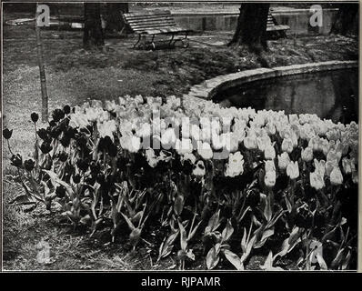 . Numéro d'automne 1925 : notre nouveau guide de culture rose. Le DIN GEE FSE CON AMD COMPANY, WEST GROVE, PA.. Dingee surpassant les tulipes de la qualité de l'éblouissante beauté de la famille des tulipes est si connu qu'il n'est guère nécessaire d'extoll le fond ici. L'éclat des couleurs lorsqu'disposés en masses dans le jardin, sur la pelouse ou cultivé à l'intérieur dans des pots ou des boîtes, rend le Tulip un objet de beauté saisissante ; en effet, pour la richesse des effets de couleur bizarre, elle même surpasse la jacinthe d'eau. Plante beaucoup d'entre eux - ils sont si peu coûteux ; au début du printemps, avant les dernières neiges presque de l'hiver sont rendez-vous Banque D'Images