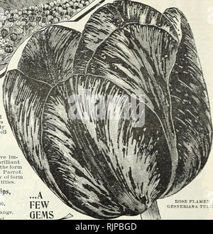 . Automne 1901 : catalogue de l'ampoule. Matériel et fournitures de jardinage graines ; Catalogues Catalogues ; bulbes (plantes) ; catalogues ; catalogues de fleurs graines de fleurs de catalogues. La fin ou mai  = •* Jardin fleurs tulipes. La fin de la floraison des tulipes Jardin ou ce groupe d'Late-Flowering Tulipes Jardin est généralement dans le flush complet de bloom sur "24." Ils diffèrent des premières tulipes unique par leur plus grande croissance et floraison plus tard. Tlauted conjointement avec les premières tulipes- aux pages 12 à 15 un superbe affichage des canbeenjoyed la floraison jusqu'à la fin de mai. Ils sont brillants à l'extrême pour bedd Banque D'Images