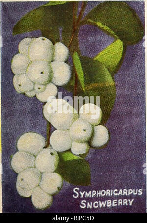 . L'automne 1943. Matériel et fournitures de jardinage graines ; Catalogues Catalogues ; bulbes (plantes) ; Catalogues Catalogues de graines de fleurs Graines de légumes, graines de fruits ; Catalogues Catalogues. MALUS (pommier à fleurs). Ce groupe est l'un des nains de loveUest notre loensis Bechteli. arbres à fleurs (Bechtel's Crab). Une ro- buste, arbre à tête ronde avec double, fleurs rose pâle d'environ 2 pouces de diamètre, délicatement parfumée. 15-18 hauteur ft. Sargent !. Un nain variété arbustive ; fleurs blanches suivies de fruits écarlates étincelants, très attrayant pour les oiseaux, la pendaison sur presque tout l'hiver. Hauteur 8 à 9 pieds. Prix du Malus Banque D'Images