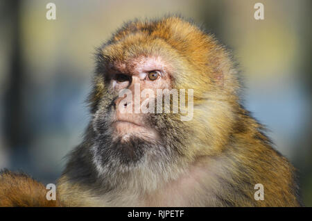 Macaque de Barbarie (Macaca sylvanus) Banque D'Images