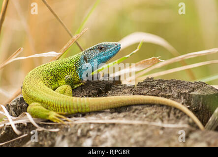 Photo Nature de lizard en tchèque Banque D'Images