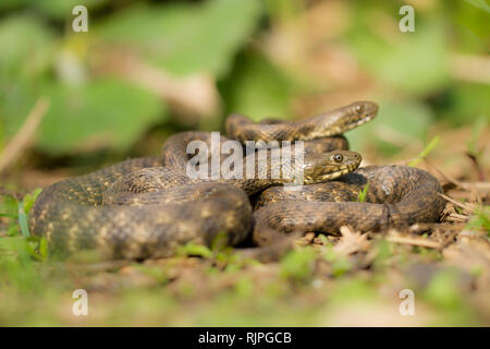 Photo Nature de dice snake en République Tchèque Banque D'Images