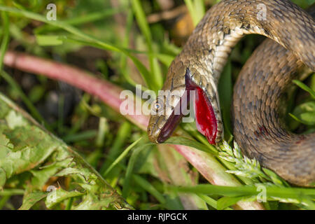 Photo Nature de dice snake en République Tchèque Banque D'Images