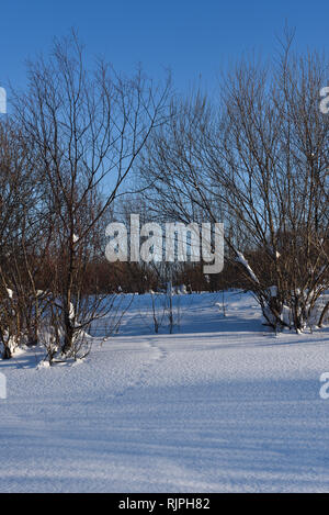 Des pistes d'animaux couverts de neige qui traverse les petits arbres sur un jour ensoleillé. Banque D'Images