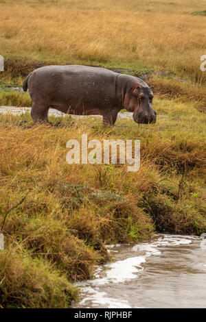 Hippopotame Vertical debout sur terre aux côtés de River dans le Masai Mara Banque D'Images