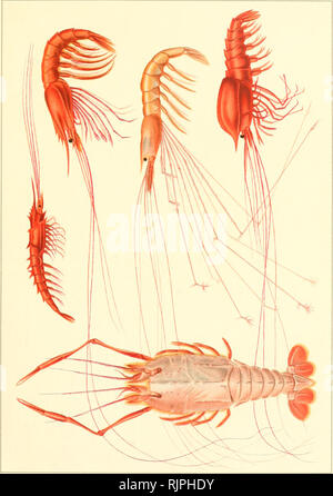 . Aus Den tiefen des weltmeeres. Valdivia ; expédition animaux marins. . Veuillez noter que ces images sont extraites de la page numérisée des images qui peuvent avoir été retouchées numériquement pour plus de lisibilité - coloration et l'aspect de ces illustrations ne peut pas parfaitement ressembler à l'œuvre originale.. Chun, Karl, 1852-1914. Jena, G. Fischer Banque D'Images