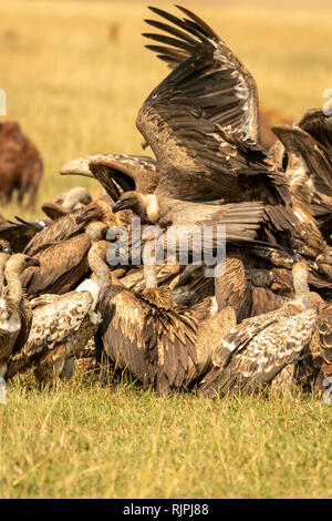 Hyènes tachetées (Crocuta crocuta) et vautours sur un zébré tuer dans le Masai Mara, Kenya Banque D'Images