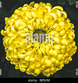 Chrysanthème jaune pastel lumineux unique pétale de fleur en fleur pleine close up détails fond isolés dans d'élégantes couleurs sourdes Banque D'Images