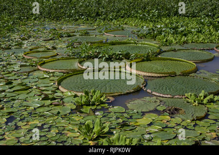 Les nénuphars et les plantes tropicales sur la rivière à Rosario Argentine Banque D'Images