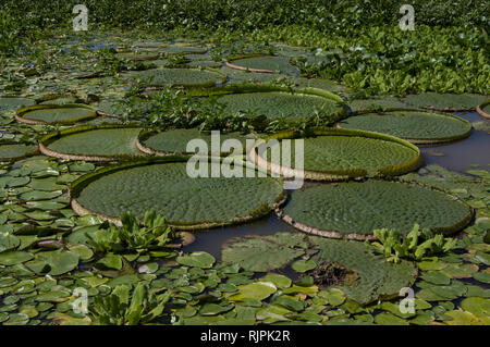 Les nénuphars et les plantes tropicales sur la rivière à Rosario Argentine Banque D'Images
