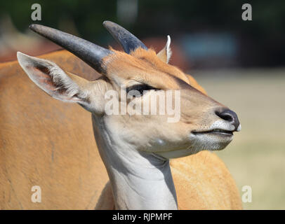 La montagne de l'Est (Tragelaphus eurycerus Antilope Bongo) Banque D'Images