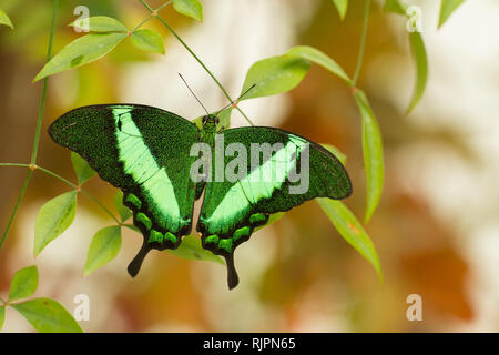 Macro photo de papillon tropical des émissions Banque D'Images