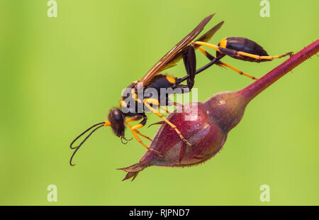 La faune macro photo de boue barbouilleur wasp Banque D'Images