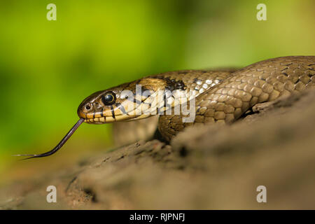 Photo de la faune couleuvre en République Tchèque Banque D'Images