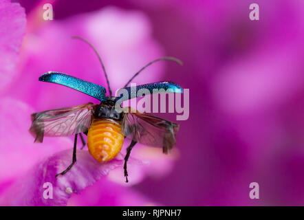 La faune macro photo de Longhorn beetle Banque D'Images