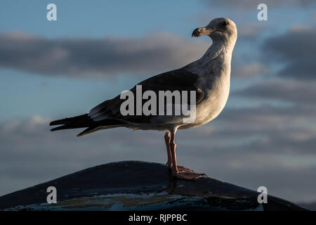 Seagull, San Carlos, Baja California Sur, Mexique Banque D'Images