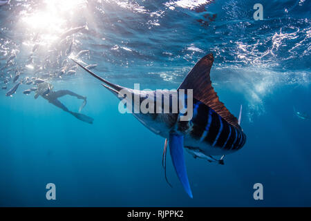 Le marlin rayé et les sardines, maquereau chasse photographié par diver Banque D'Images
