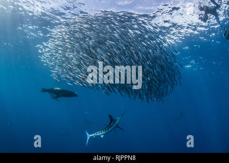 Le marlin rayé et les sardines, maquereau chasse photographié par diver Banque D'Images
