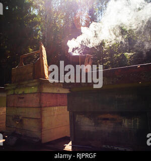 Bee fumeur sur beehive in farm, Ural, le Bachkortostan, Russie Banque D'Images