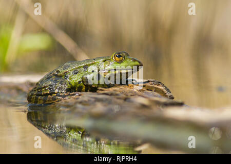 Photo Nature de la grenouille des marais Banque D'Images