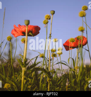 Champ avec des coquelicots rouges sur fond de ciel bleu, Close up Banque D'Images